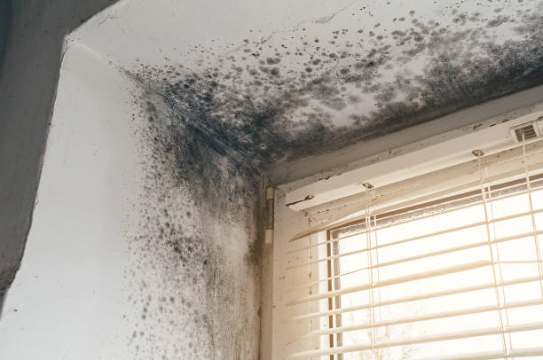 Mold Removal service in Greenville